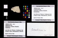 Foto (Objekt + Etikett) von Culmenformosa sp.  (NHMW-GEO-1990-0041-2530)